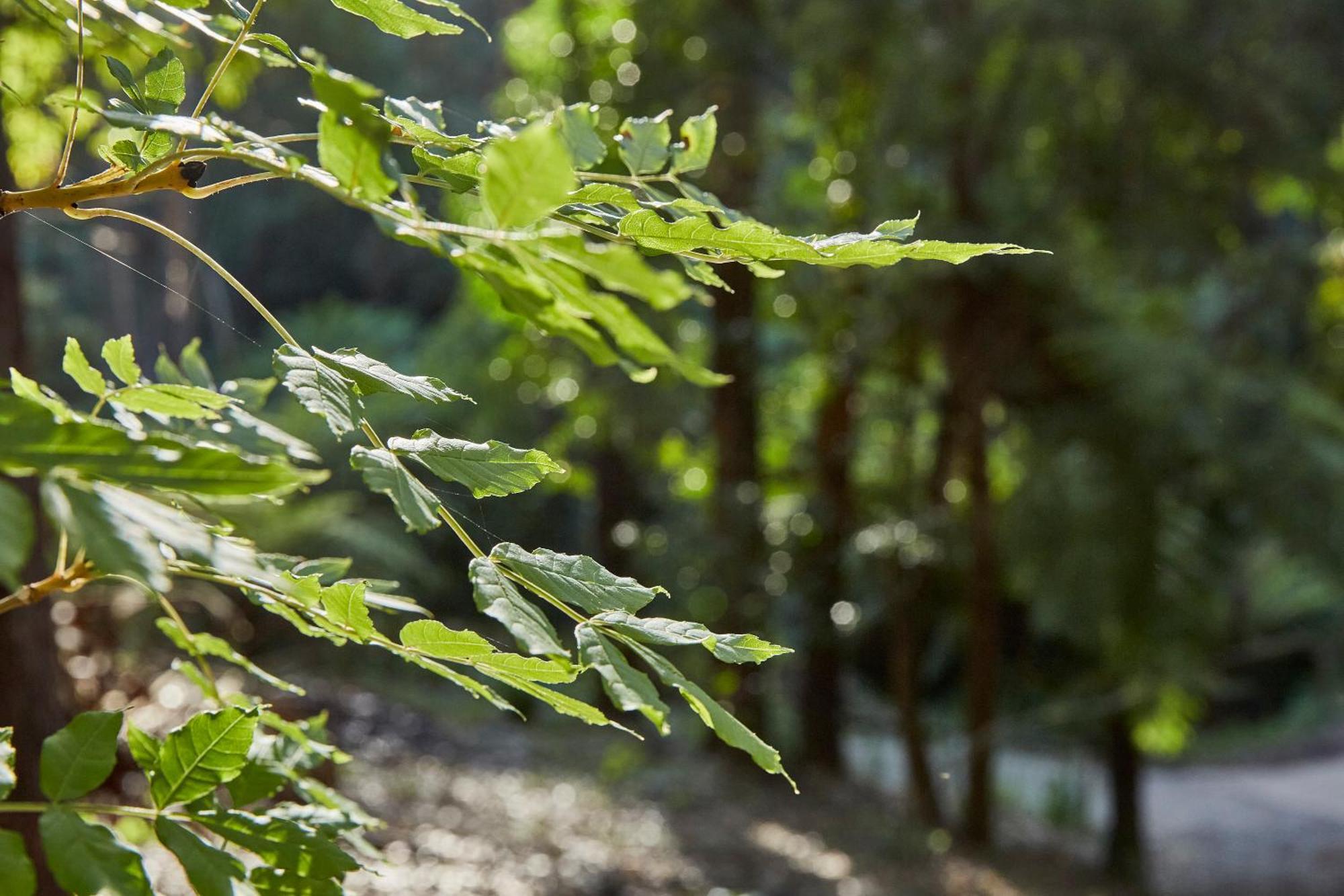 The Fernglen Forest Retreat Bed & Breakfast *