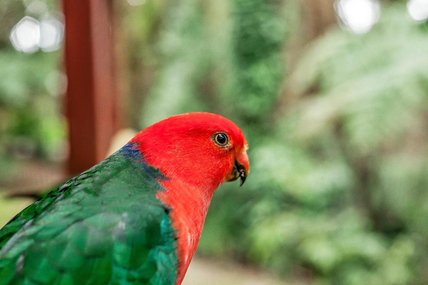 Bed & Breakfast The Fernglen Forest Retreat Mount Dandenong